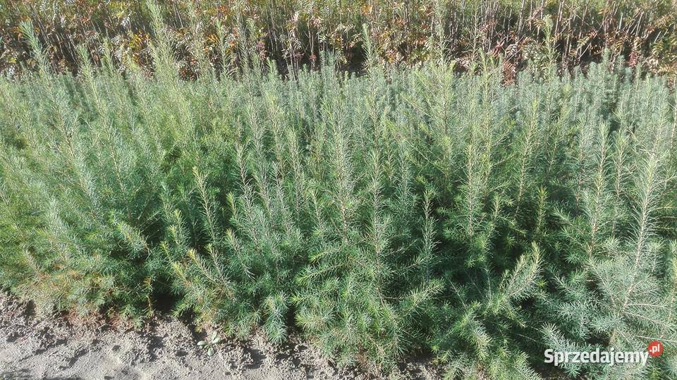 Sadzonki buka Buk pospolity na zalesienia 3 Brzostek