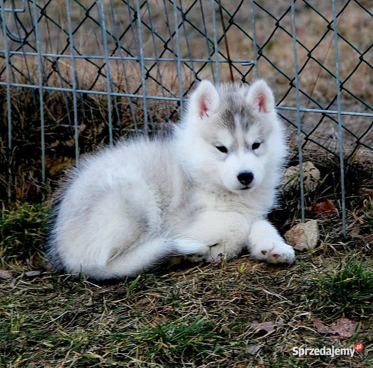 Siberian Husky piekne szczenieta z rodowodem FCI