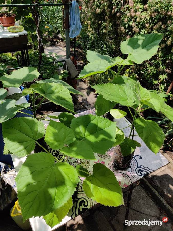 Sprzedam Paulownia Puszysta