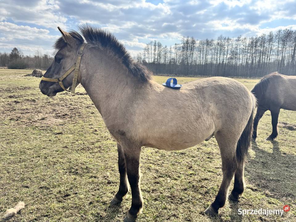 Konik Polski ogier źrebak odsadek Strzegowo sprzedam