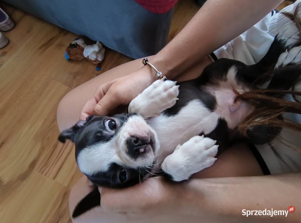 Boston terrier Nowy Tomyśl