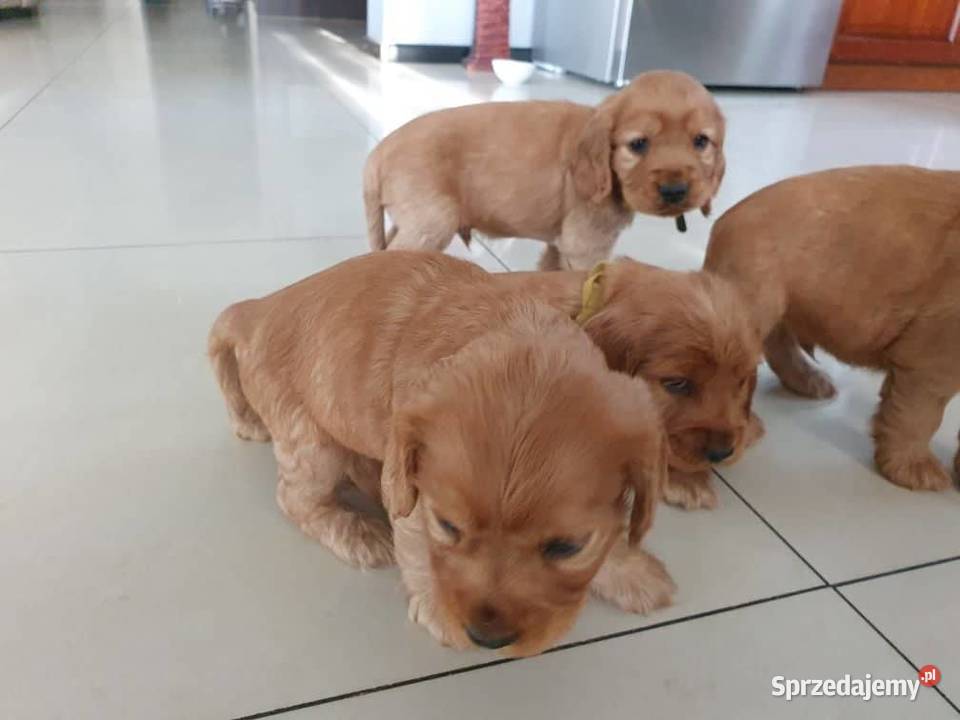 Cocer Spaniel Angielski Złoty