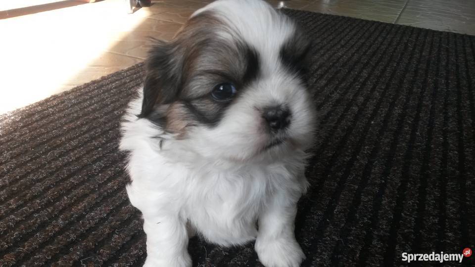 Shih Tzu sprzedam