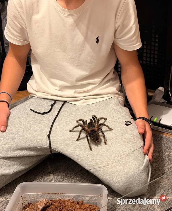 Ptasznik lasiodora parahybana dorosła samica Reda sprzedam