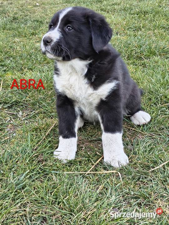 Owczarek środkowoazjatycki Ałabaj Azjata Końskie