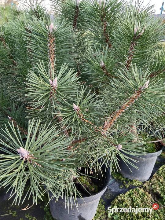 sosna czarna sadzonki lesne krzewy ozdobne Lutcza sprzedam
