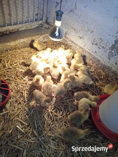 Sprzedam młode gęsi kołudzkie lubelskie Ryki