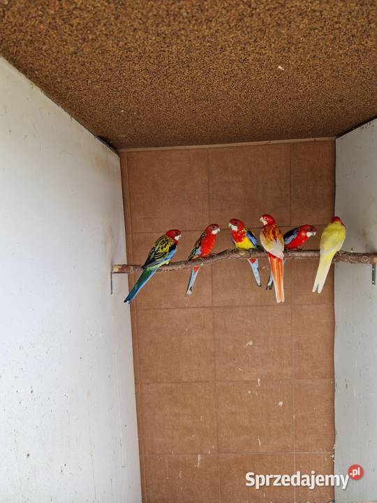 Rozelle białolice Wieliczka