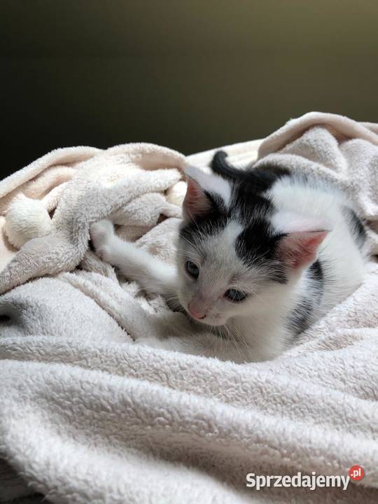 Śliczny mały kotek Postomino