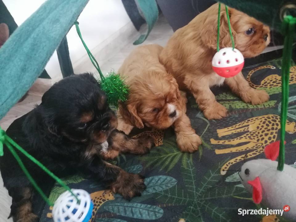 Suczka Cavalier King Charles spaniel Ruby Bt Tarnowskie Góry sprzedam