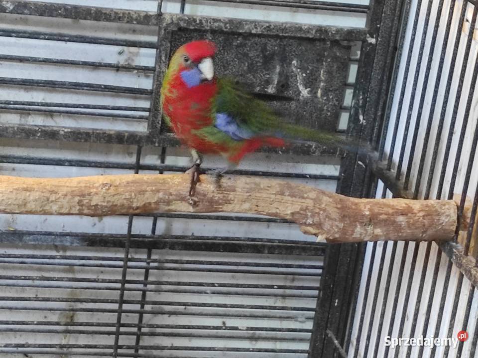 Rozella królewska samiec czerwony Zwierzęta