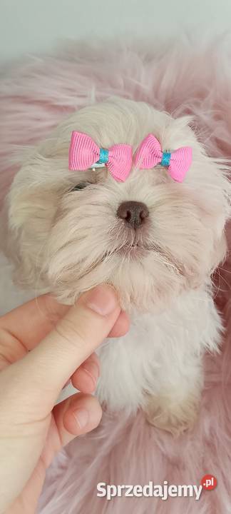 Przepiękna biała suczka rasy ShihTzu Shih Tzu opolskie Namysłów