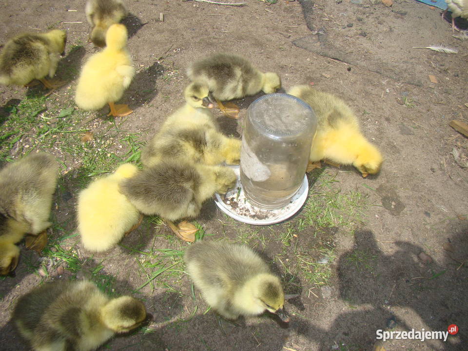 Sprzedam gąski gęsi Pożdżenice