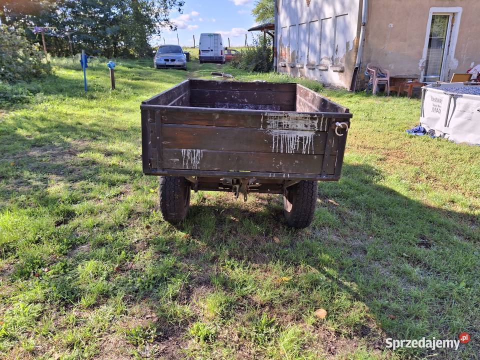 Dzik lubuskie Podła Góra