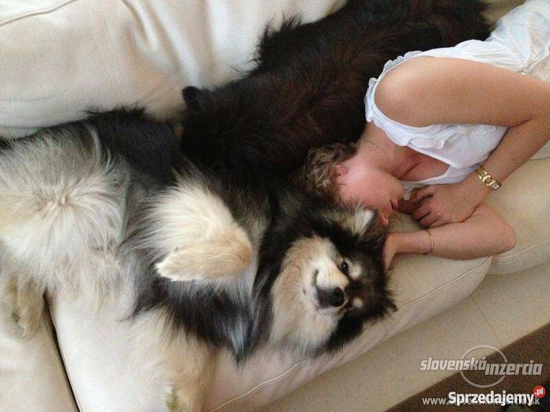 Szczenięta rasy Fiński Lapphund rodowód FCI Opole