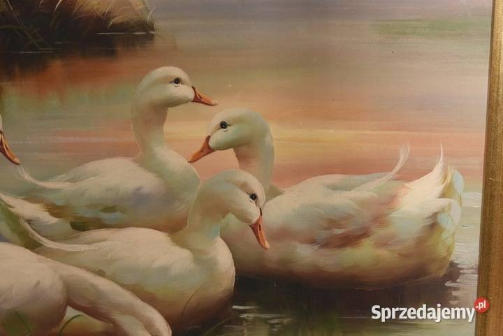Rodzina Kaczek Pływające Kaczki Kaczka Złota małopolskie Kraków sprzedam