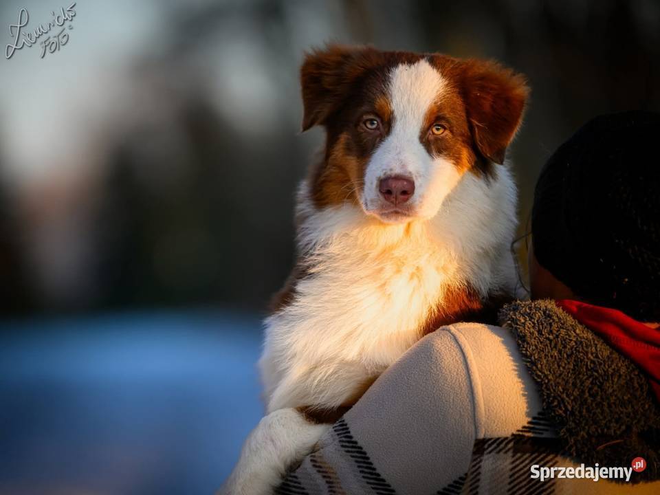 Owczarek australijski typ amerykański Pies NBT sprzedam