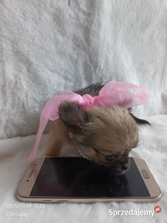 Chihuahua dziewczynka suczka XS dlugowlosa Inowrocław