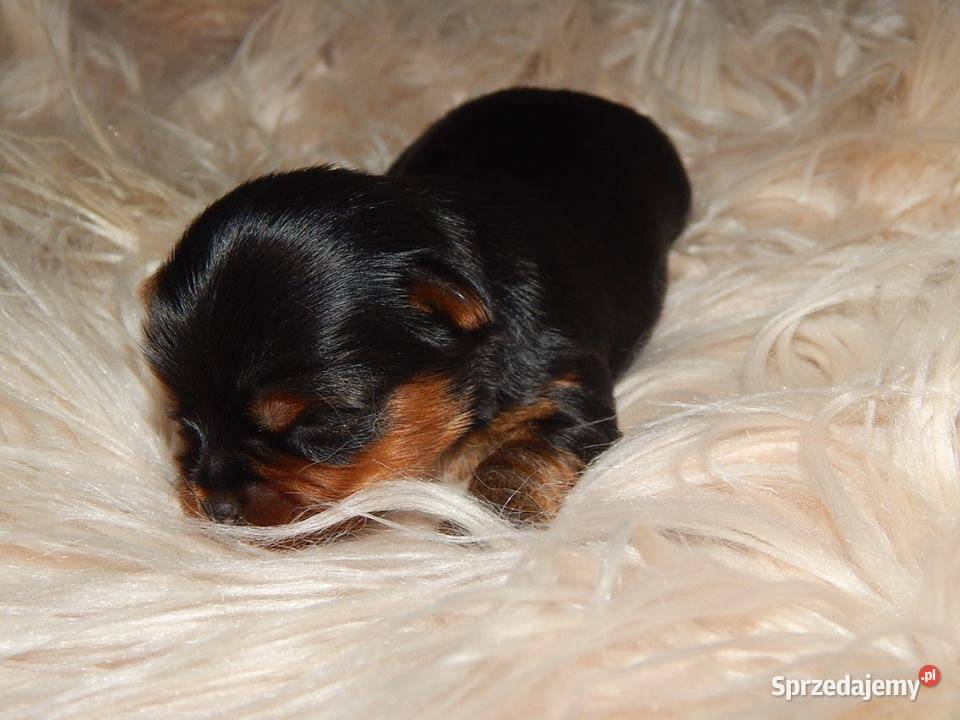 Yorkshire Terrier Śliczne Dziewczynki Maleńkich Olkusz