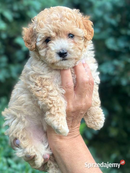 Maltipoo f1 warmińsko-mazurskie Iłowo-Osada