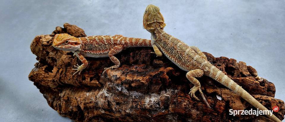 Agama brodata samiczka Wołomin sprzedam