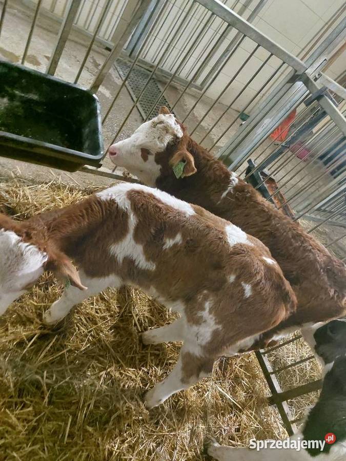 Sprzedam byczki Kamień Pomorski