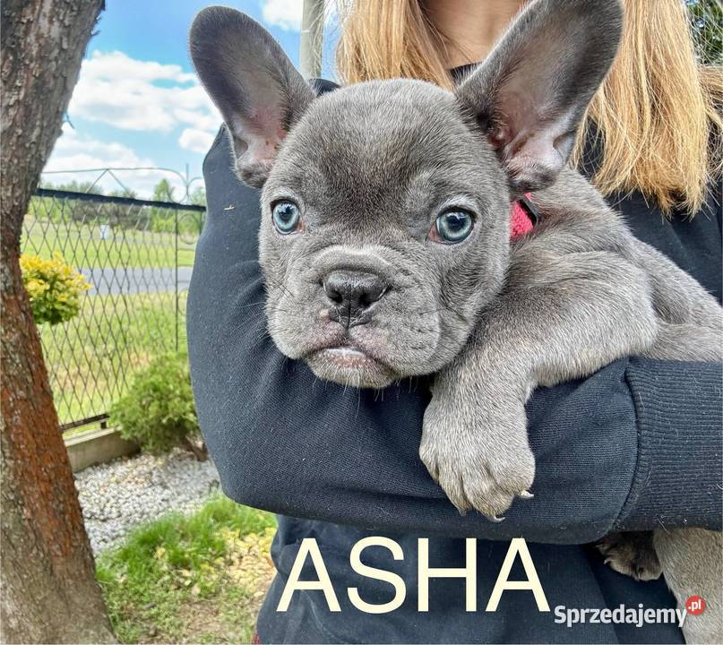 Buldog francuski szczeniak blue french buldog Częstochowa