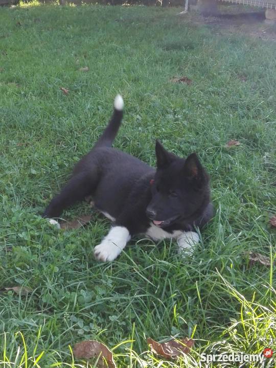 Łajka rosyjskoeuropejska śląskie