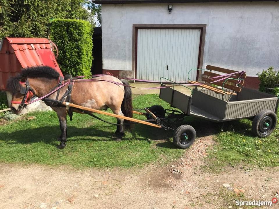 Kucyk wałach bryczka Szabda