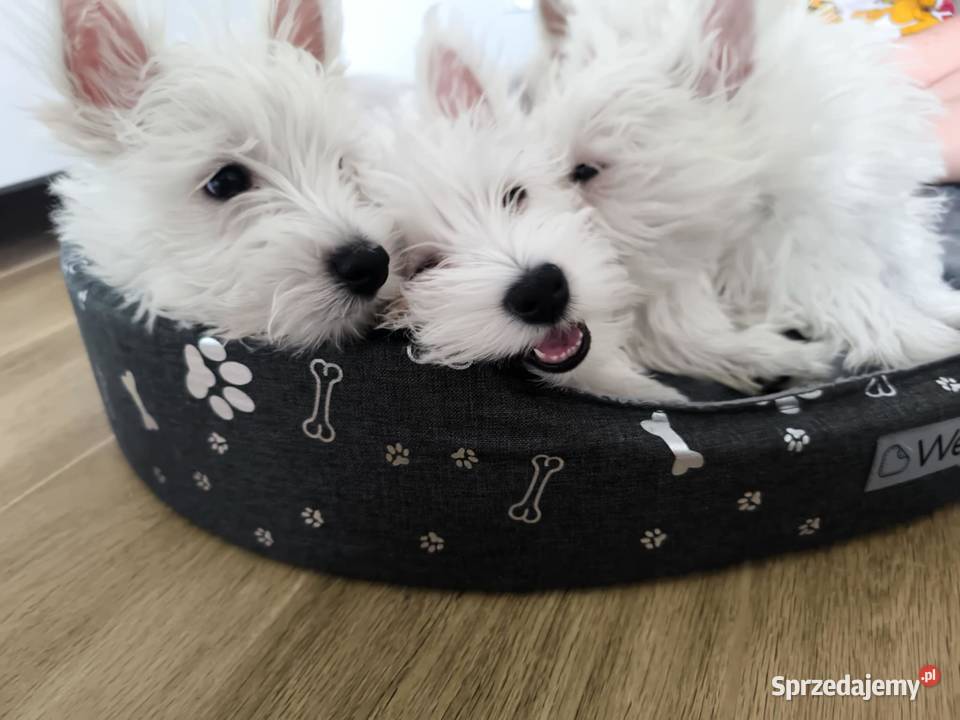 West Highland white terrier Brzeziny sprzedam