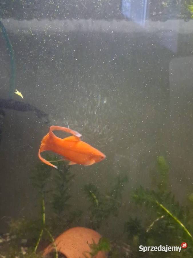 Mieczyki hellera 4sztuki Jarocin