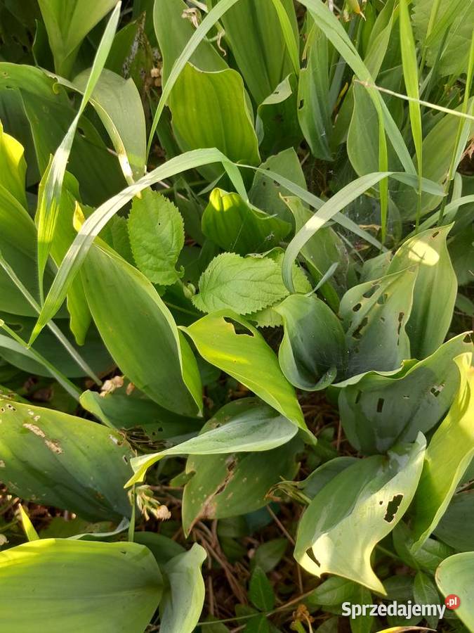 Konwalia Majowa Sadzonki Kłącza 5 Wieliczka