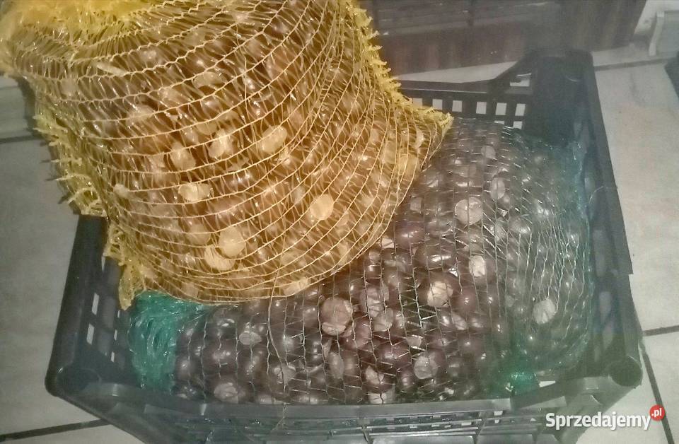 Sprzedam kasztany wielkopolskie Ślesin
