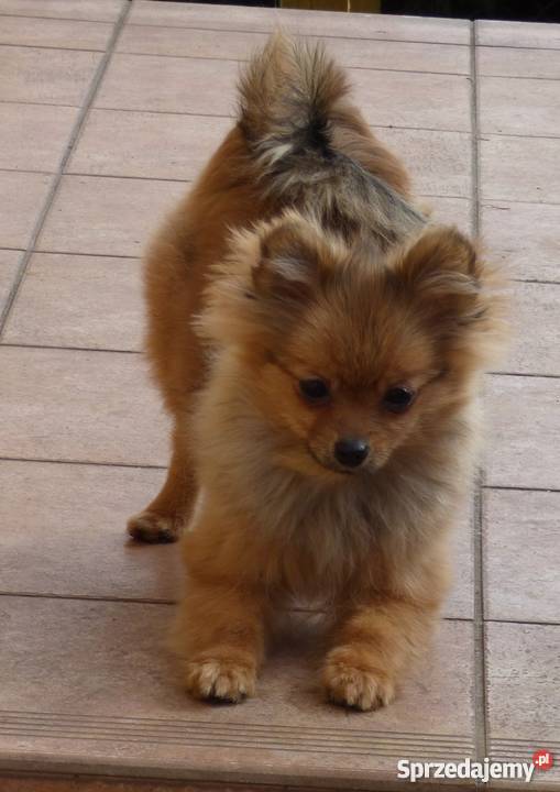 Szpic miniaturowy Pomeranian FCI suczka Mława sprzedam
