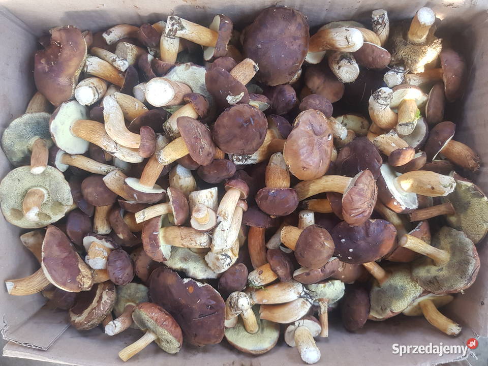 Sprzedam grzyby podgrzybki Konin