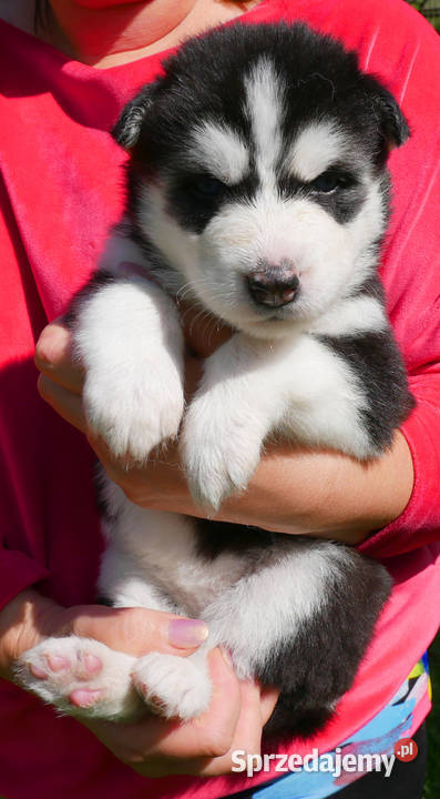Szczeniak Syberian Husky przeurocza niebieskooka