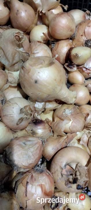 Ziemniaki Bell Rossa vineta cebula czosnek por Chełm