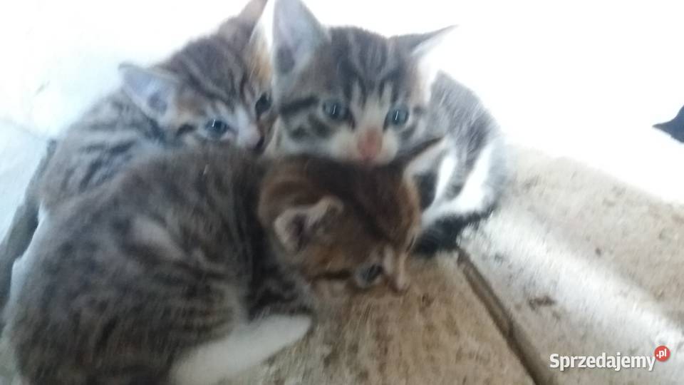 Kotki kocurki kociaki kotka koty Tczew