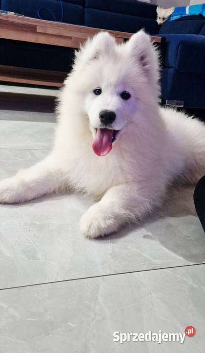 Szczeniaki rasy samoyed gotowe do odbioru wielkopolskie Września