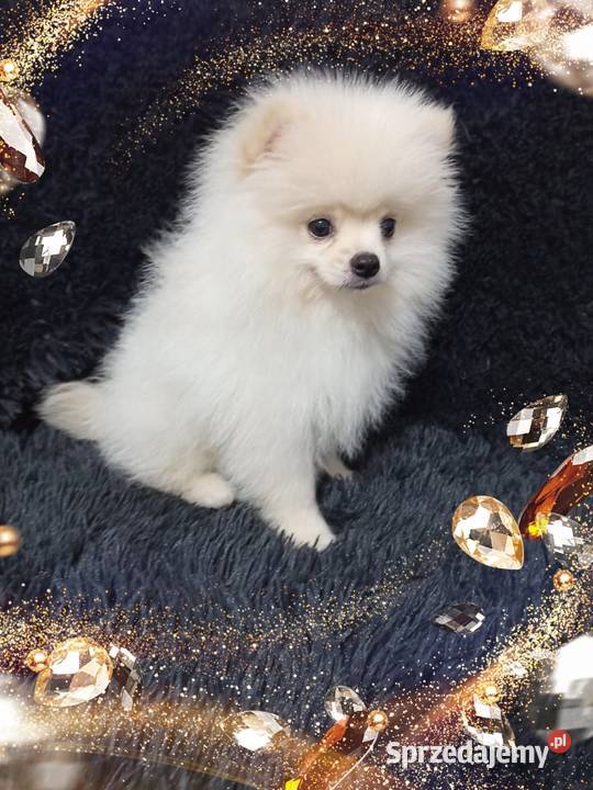 Marley White Boy Do odbioru POMERANIAN Rodowód