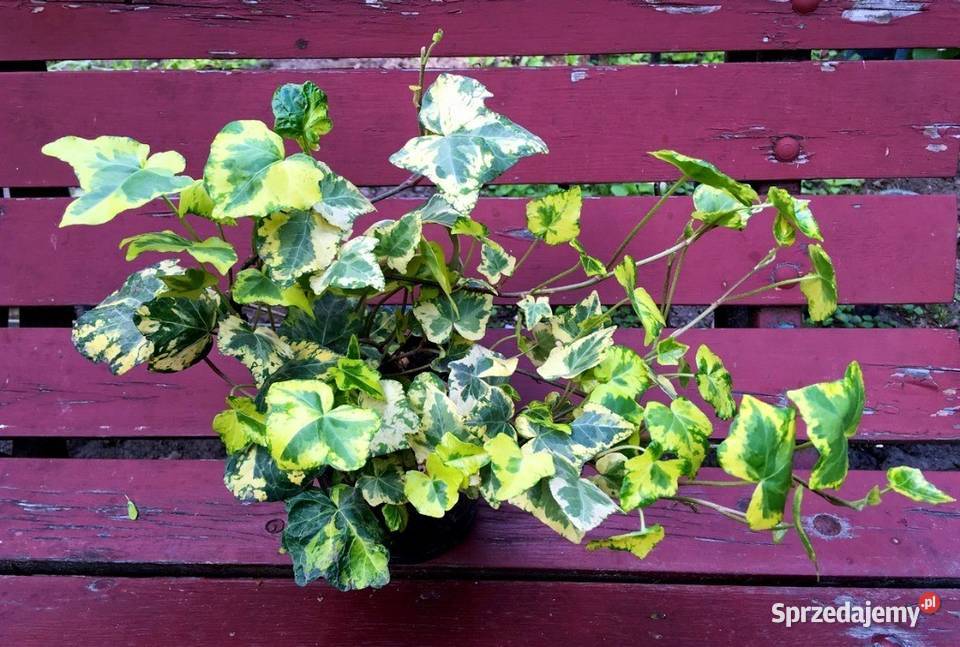 Zwraca uwagę dekoracyjny bluszcz żółtozielony