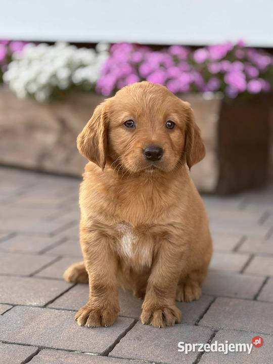 Szczeniaki Golden retriever z Rodowodem Kielce