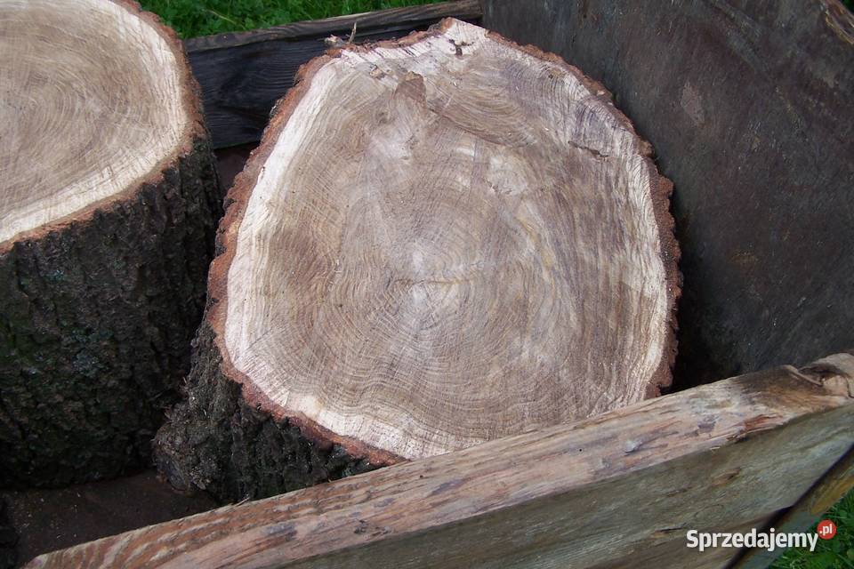 pieńki dębowe 35 35 Malawa