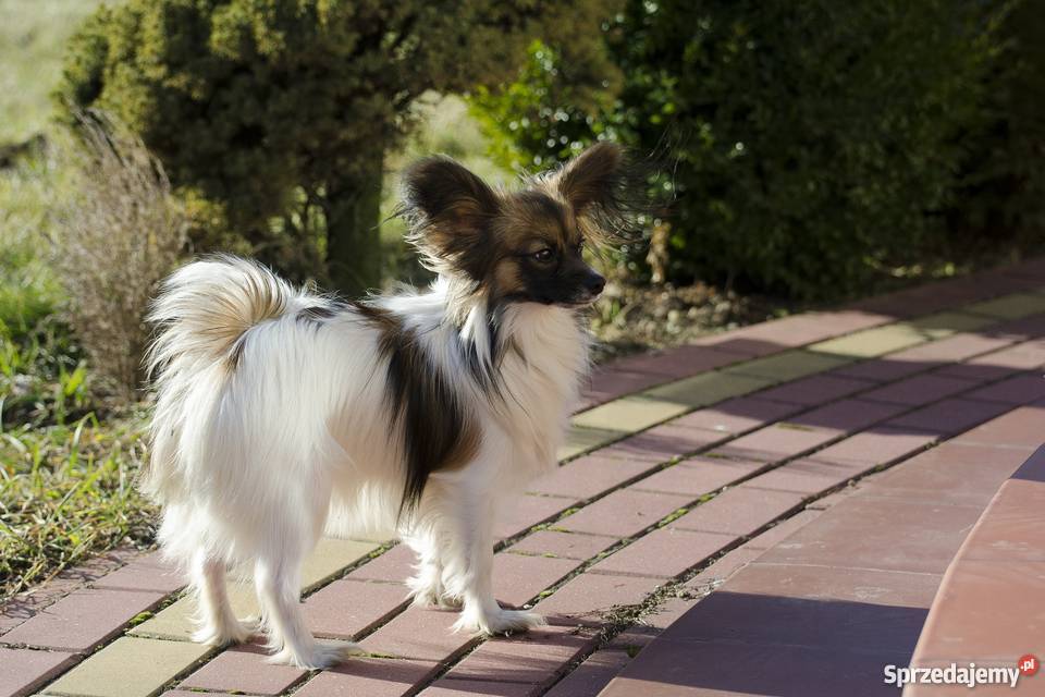 Szczeniaki Papillon trikolor Grójec sprzedam
