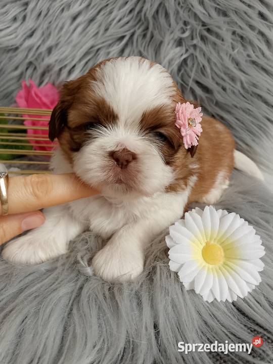 Suczka rasy ShihTzu biało złota opolskie Namysłów