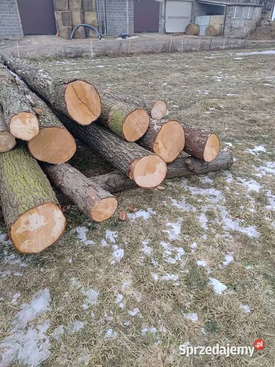 Sprzedam drzewo olcha olszyna Leśnictwo wielkopolskie Szyszłowo