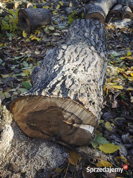 i Orzech włoski o obwodzie 230240 stolarka na Kłodzko