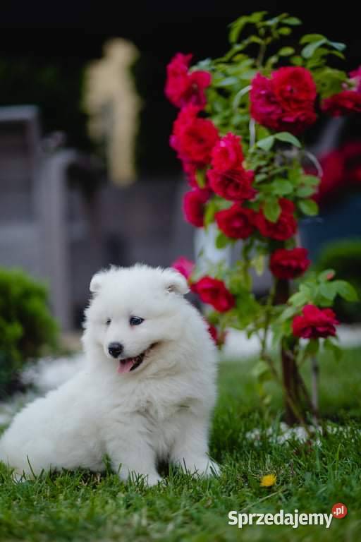 Samoyed Szczenięta Psy mazowieckie Siedlce
