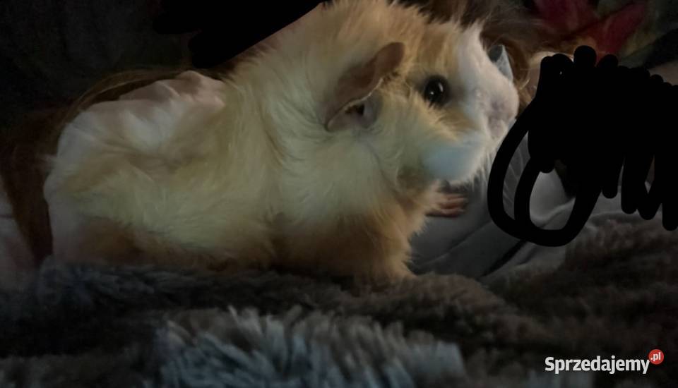 ADOPCJA ŚWINEK MORSKICH ABISYŃSKICH wymagany Rytel