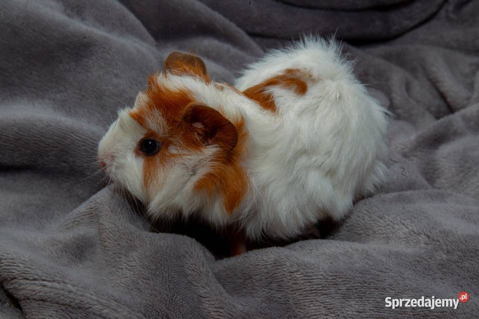 świnka morska cavia domowa SAMIEC Koszyce Wielkie